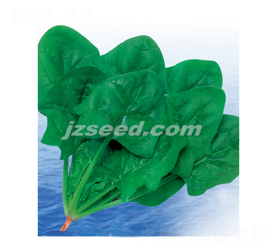 皇家速豐-菠菜種子-現(xiàn)代種業(yè)