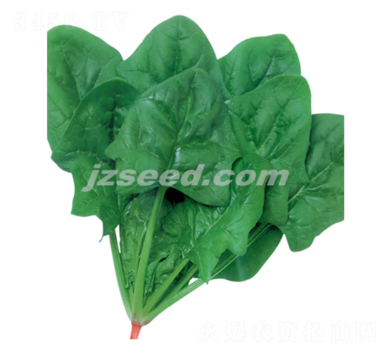 大阪急先鋒-菠菜種子-現代種業