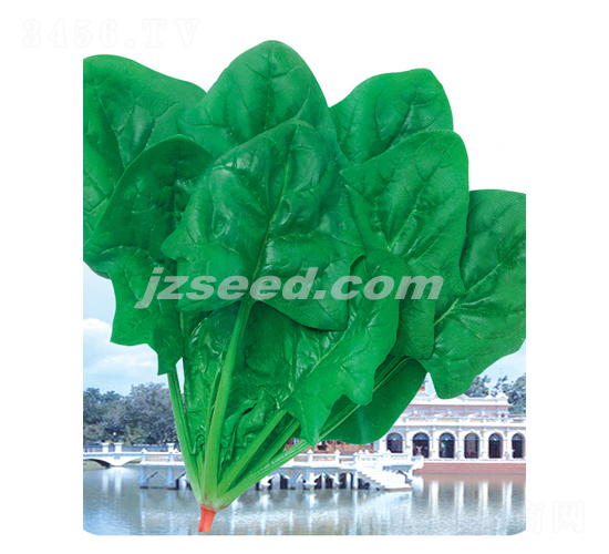 金盾-菠菜種子-現代種業