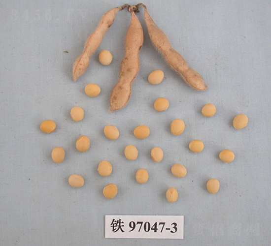 鐵豆46號-大豆種子-鐵研種業