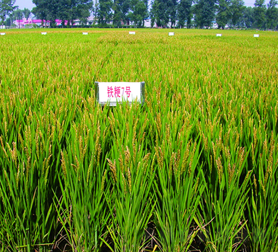 鐵粳7號-水稻種子-鐵研種業