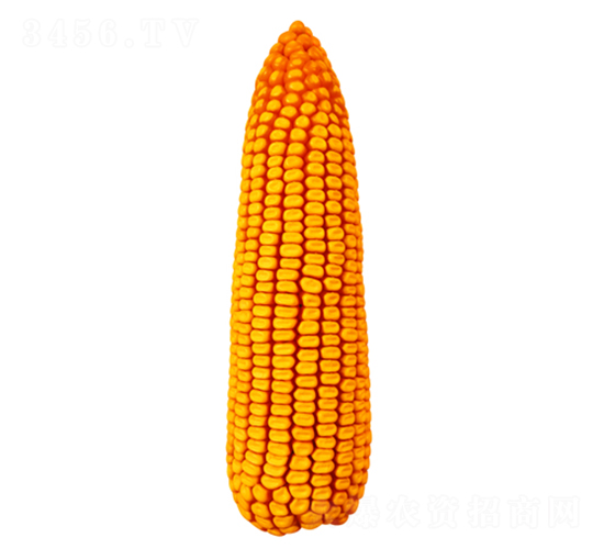 F55-׷N-FзNI
