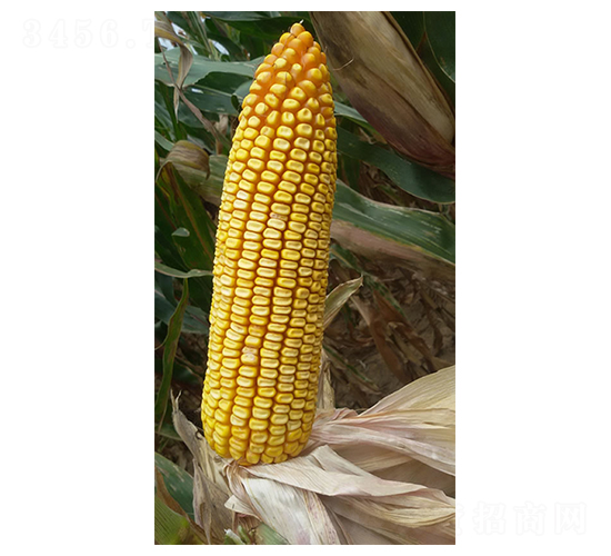 F31̖-׷N-FзNI