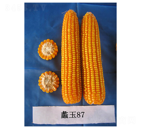 蠡玉87-玉米種子-蠡玉