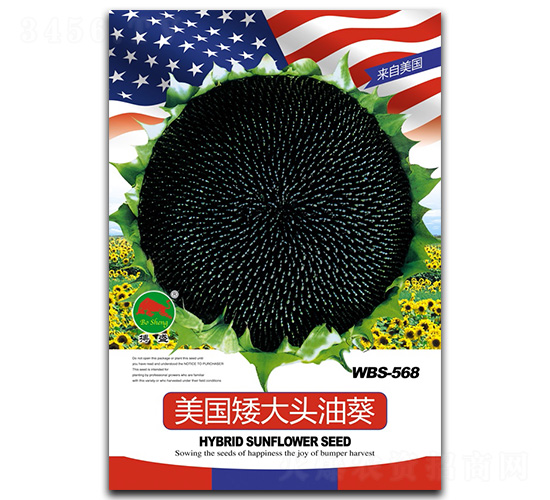 美國矮大頭油葵-葵花種子-搏盛種業
