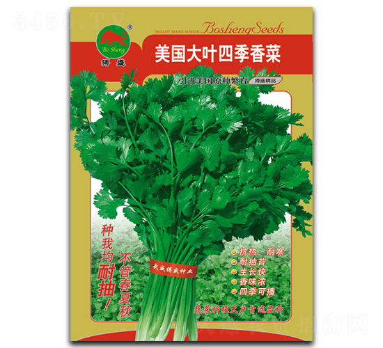 美國大葉香菜-香菜種子-搏盛種業