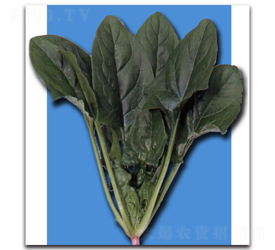 金剛-菠菜種子-農播王