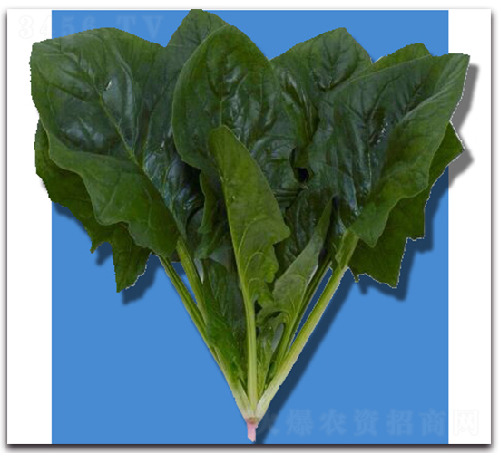 北極星-菠菜種子-農播王
