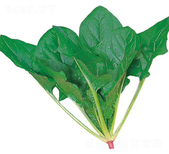 北極-菠菜種子-農播王