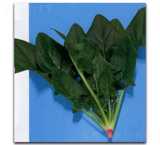 瑞豐-菠菜種子-農播王