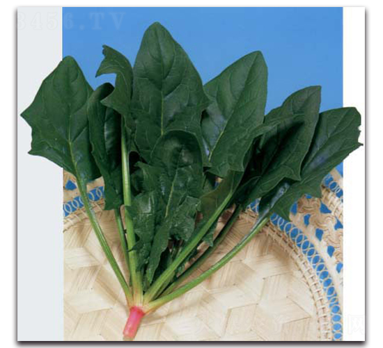 劍豐-菠菜種子-農播王