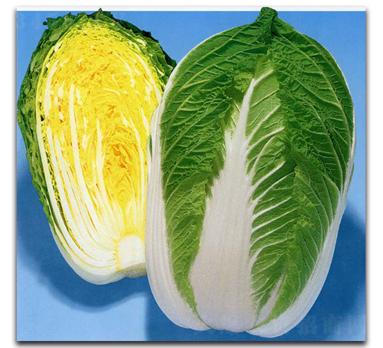 天福75-大白菜種子-農播王