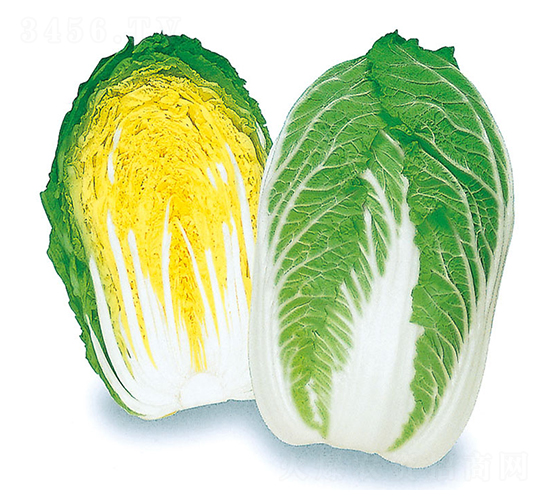 梅錦-大白菜種子-農播王