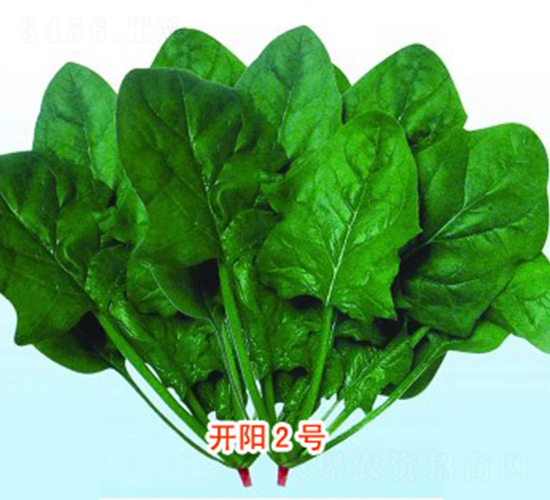 開陽2號-菠菜種子-魯種