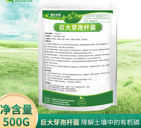 巨大芽孢桿菌-強興生物