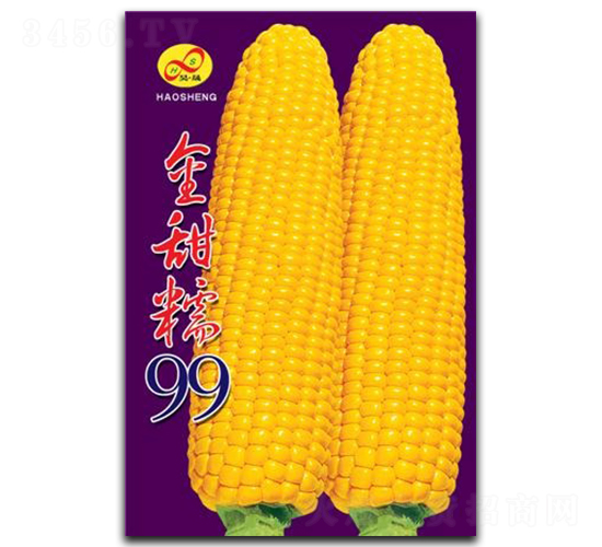 金甜糯99-糯玉米種子-昊晟種業