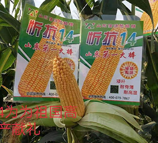 忻抗14-玉米種子-信源種業
