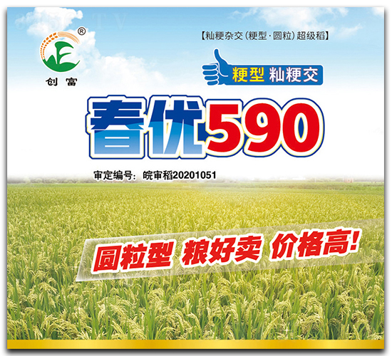 春優590-水稻種子-創富種業