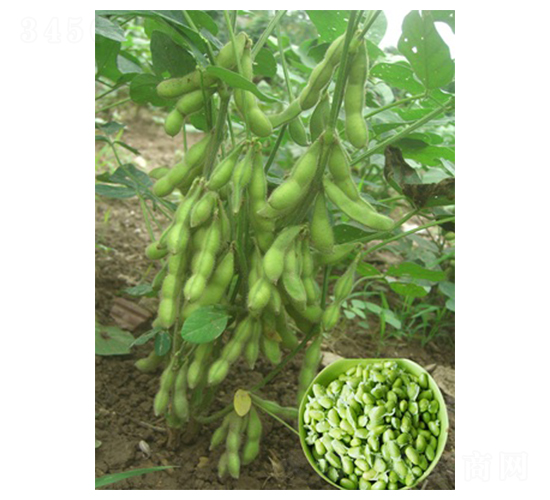 互信春早50-毛豆種子-億豪農業