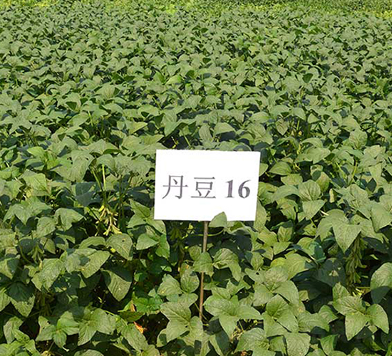 丹豆16號-大豆種子-丹玉種業