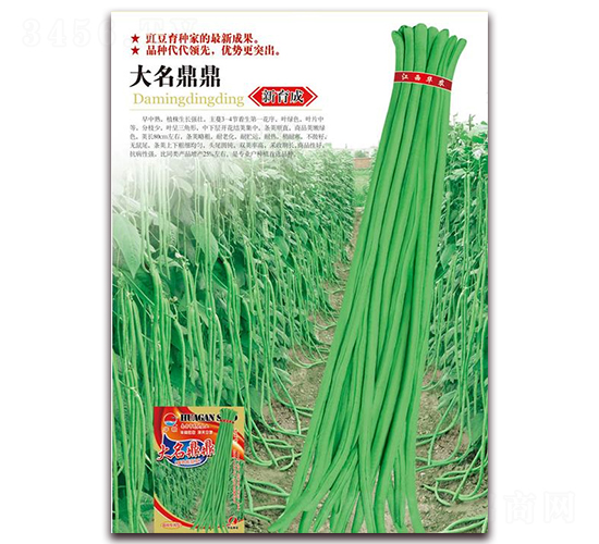 大名鼎鼎-豇豆種子-華農種業