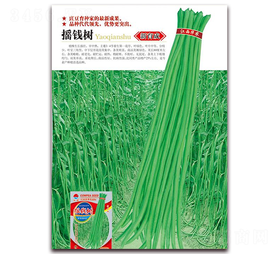 搖錢樹-豇豆種子-華農種業