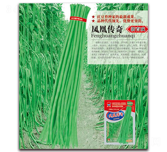 鳳凰傳奇-豇豆種子-華農種業