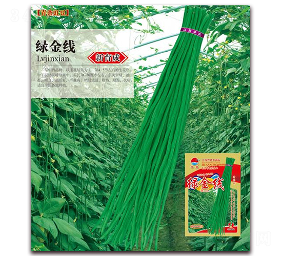 綠金線-豇豆種子-華農種業