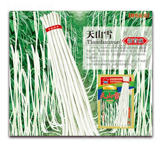 天山雪-豇豆種子-華農種業