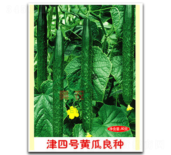 津四號黃瓜良種-黃瓜種子-亮農