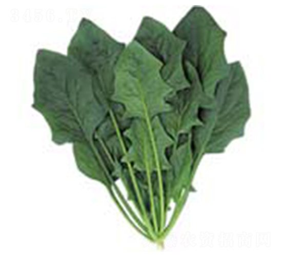 強(qiáng)力菠菜-菠菜種子-科立昌