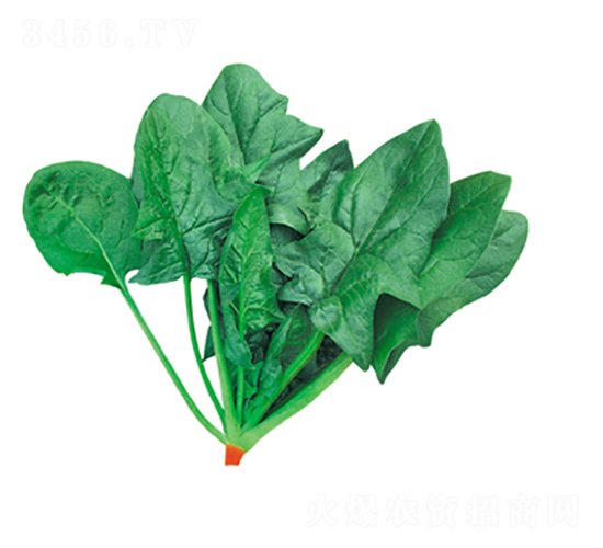 綠威107-菠菜種子-天瑞種子