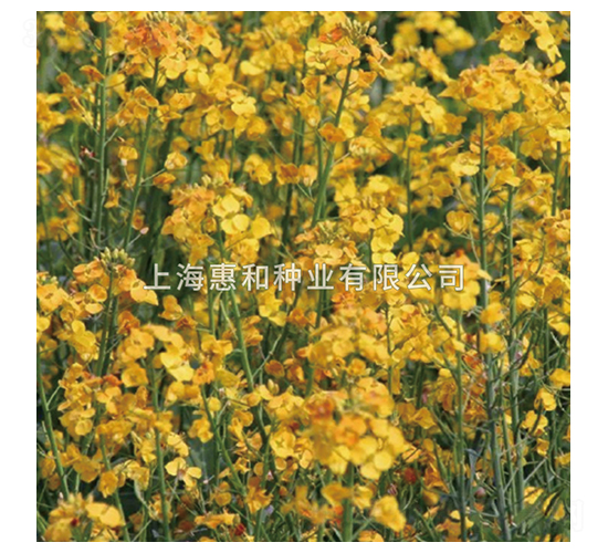 滬橘一號-油菜種子-惠和種業