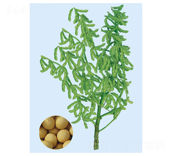 臺灣292-毛豆種子-大豐種業