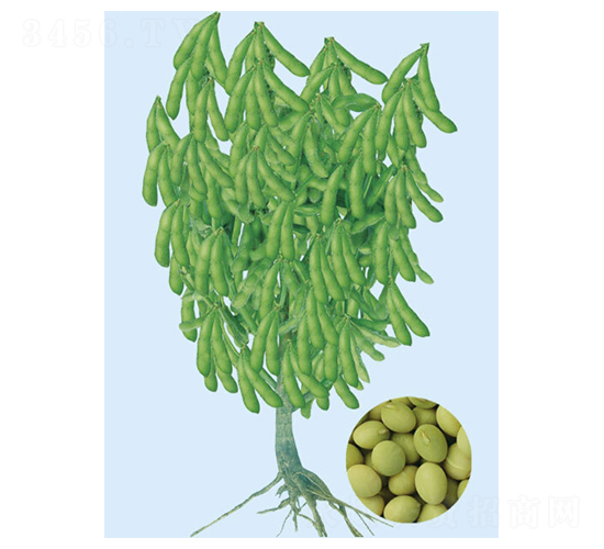 遼科3號-毛豆種子-大豐種業