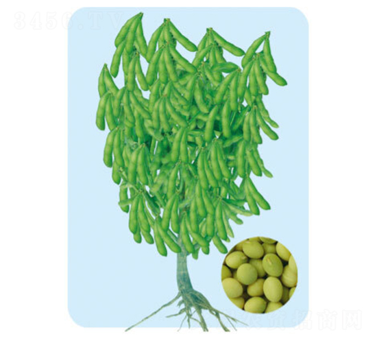 科豐一號-毛豆種子-大豐種業