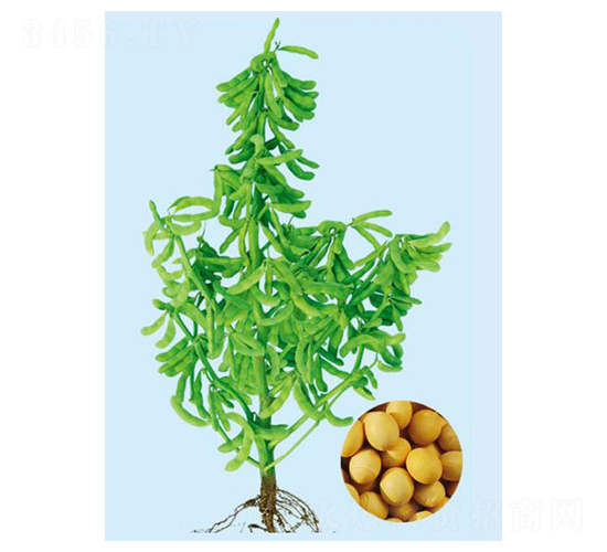 遼豆56-大豆種子-大豐種業