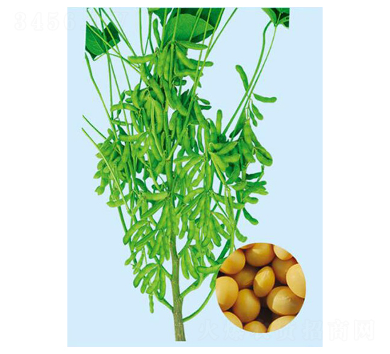 撫豆24-大豆種子-大豐種業