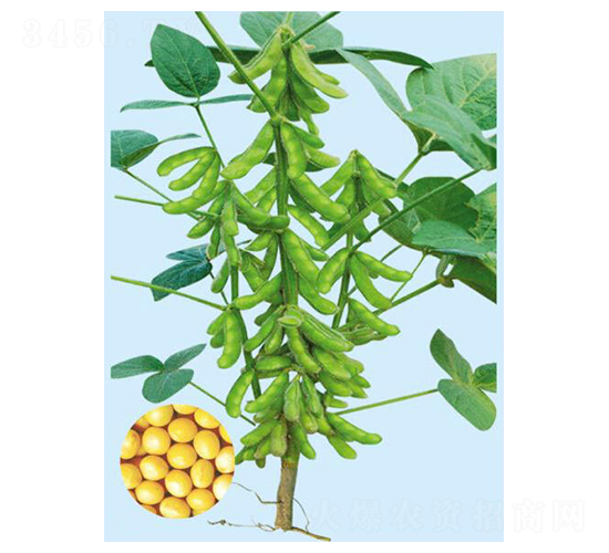 新豐一號-大豆種子-大豐種業