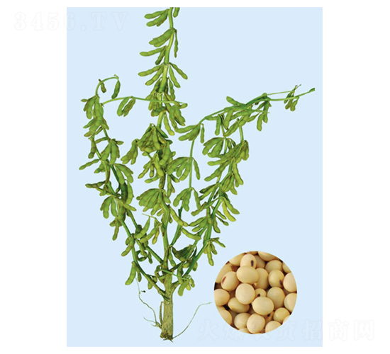 鐵豐31-大豆種子-大豐種業