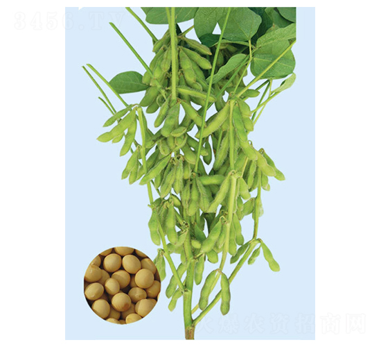 鐵豐29-大豆種子-大豐種業