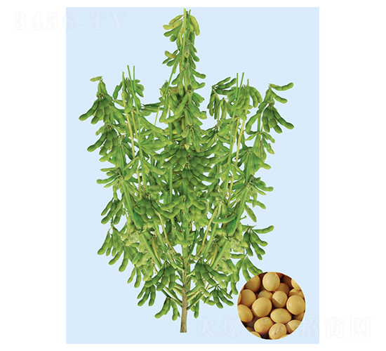 鐵豆48-大豆種子-大豐種業