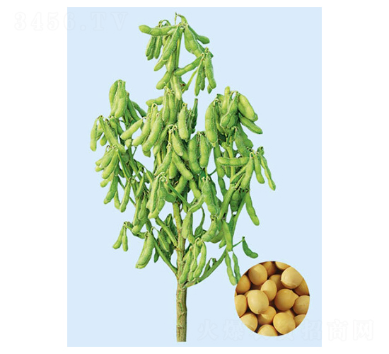 鐵豆37-大豆種子-大豐種業