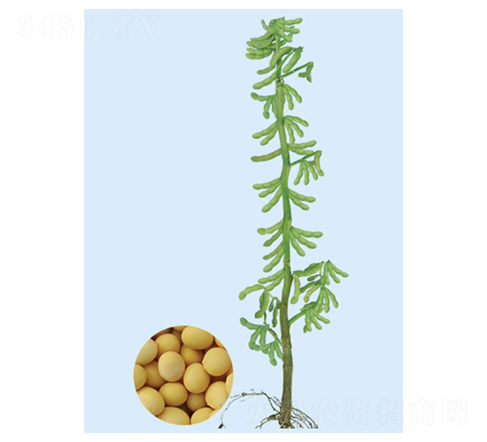綏農14-大豆種子-大豐種業