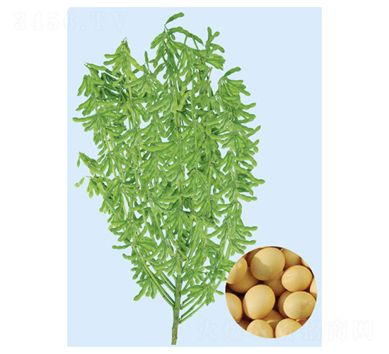 遼豆32-大豆種子-大豐種業