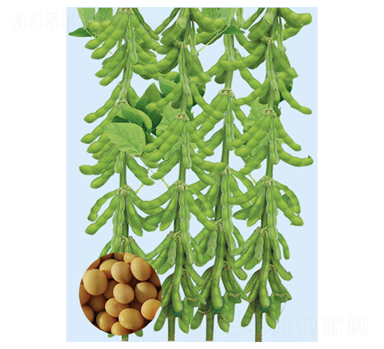 黑河45-大豆種子-大豐種業