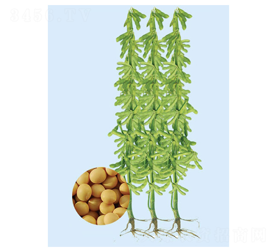 合豐55-大豆種子-大豐種業