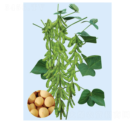 合豐53-大豆種子-大豐種業