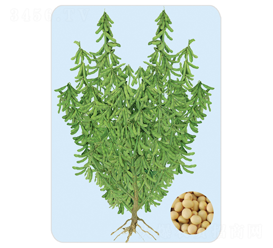 SD-F-大豆種子-大豐種業