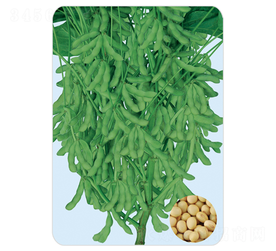 福豆8-大豆種子-大豐種業